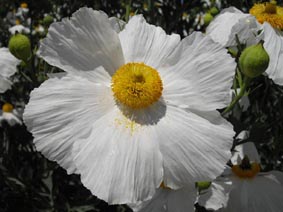 Romneya coulteri